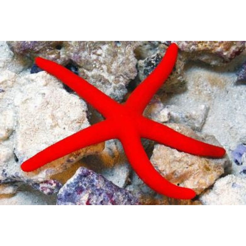 Linkia Red Starfish - "Linckia multifora"