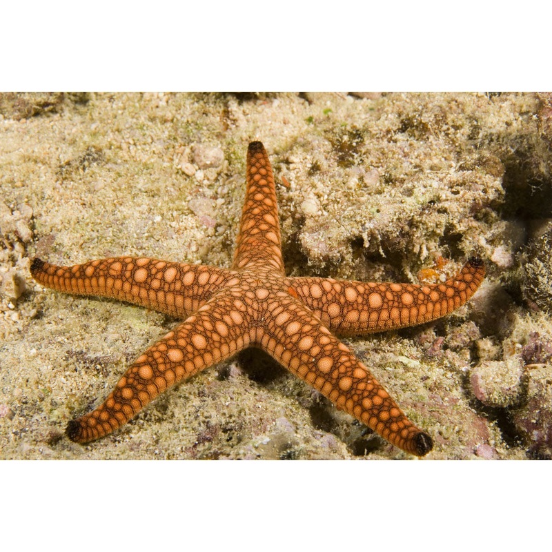 Little Red Star "Fromia elegans"
