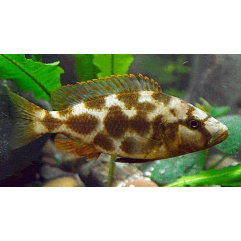 Livingstoni Cichlid "Nimbochromis livingstonii"