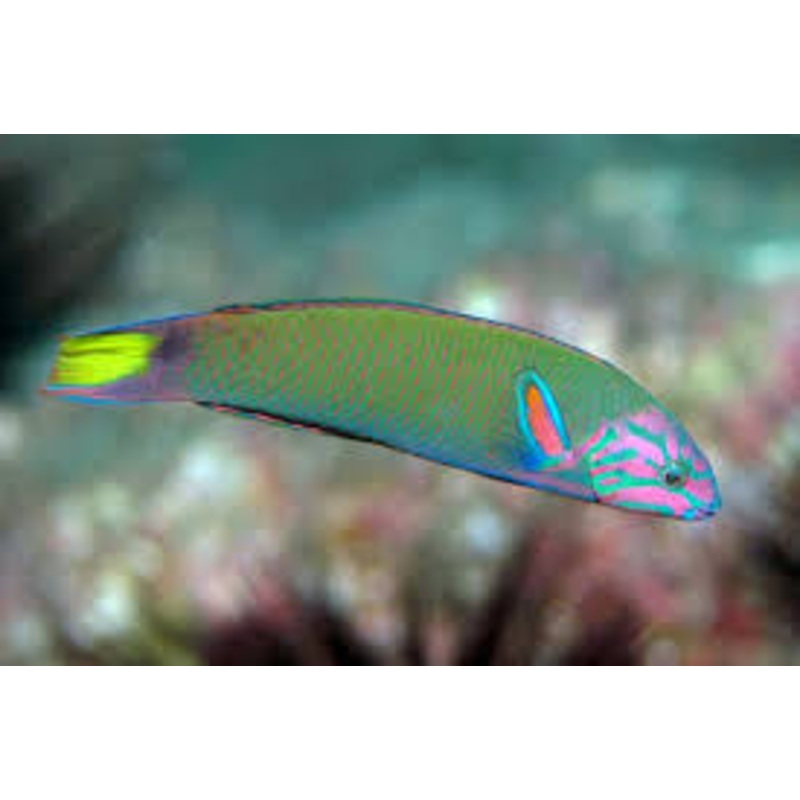 Lunar Wrasse "Thalassoma lunare"