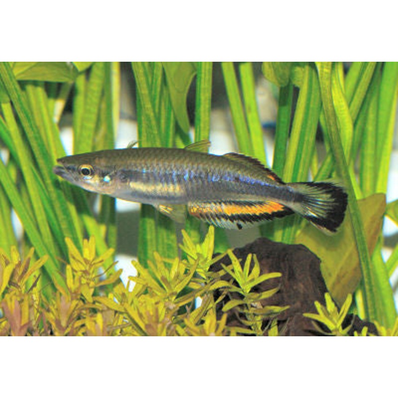 Madagascar Rainbowfish "Bedotia geayi"