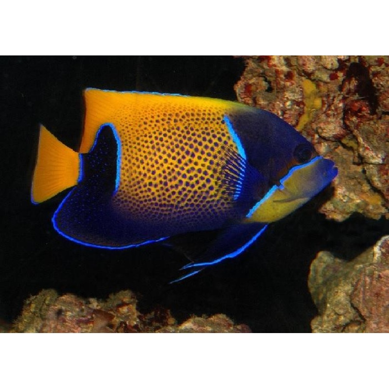 Majestic Blue Girdle Angelfish "Euxiphipops Navarchus"