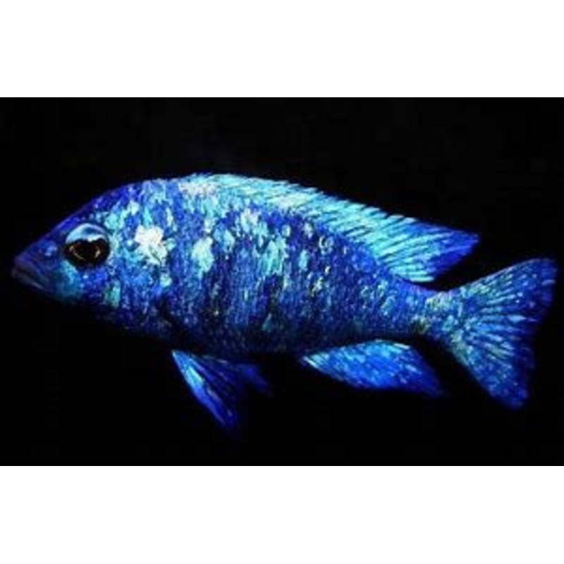 Malawi - Phenochilus