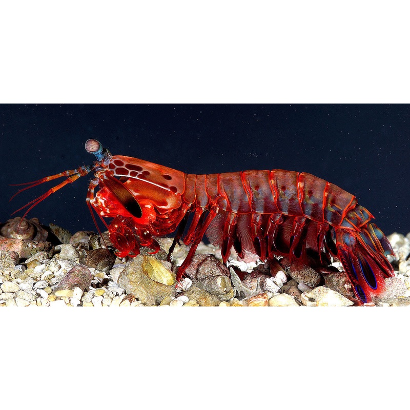 Mantis Shrimp"Odontodactylus scyllarus"