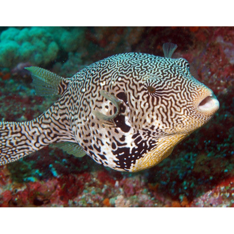 Map Pufferfish "Arothron mappa"