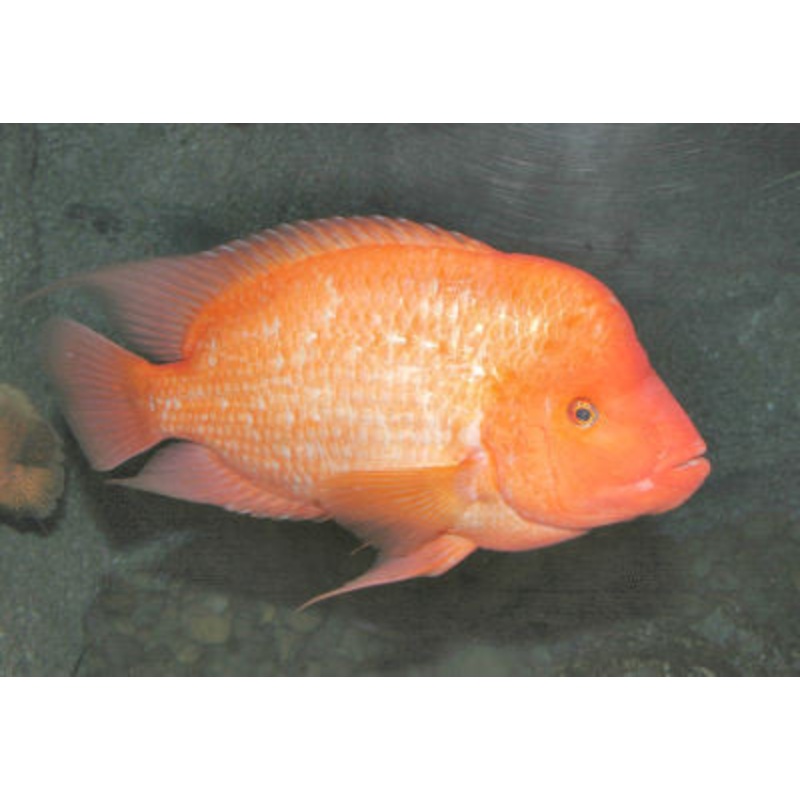 Midas Cichlid - "Amphilophus citrinellus"