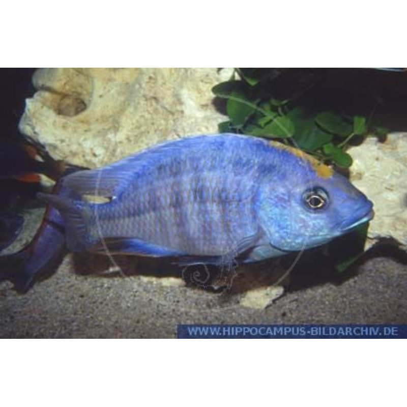 Milomo Cichlid - "Placidochromis milomo"