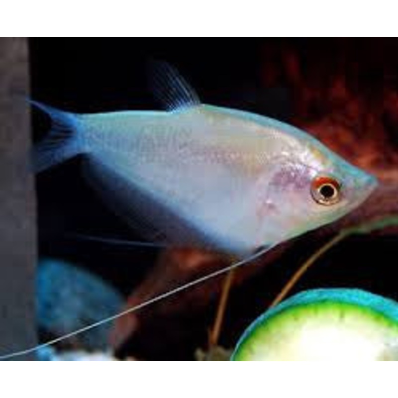 Moonlight Gourami - "Trichopodus microlepis"
