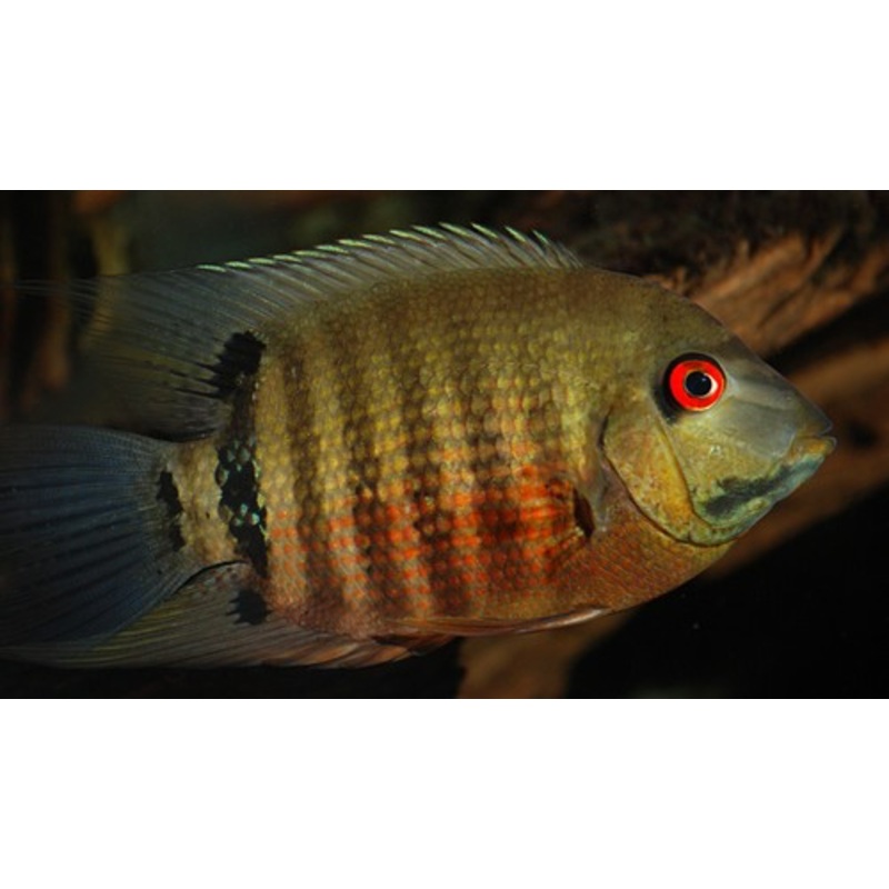Mouth Brooding Severum - "Heros Severus"