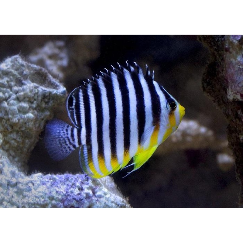Multibar Angelfish "Paracentropyge multifasciata"
