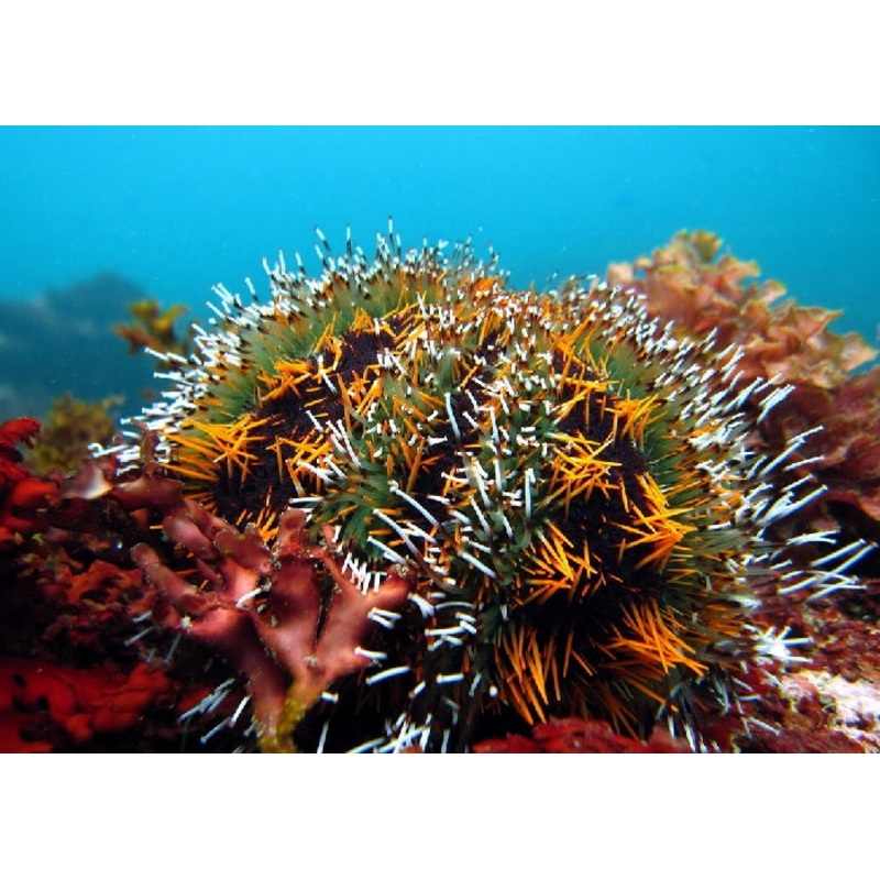Multicolor Collector Sea Urchin "Tripneustes gratilla"