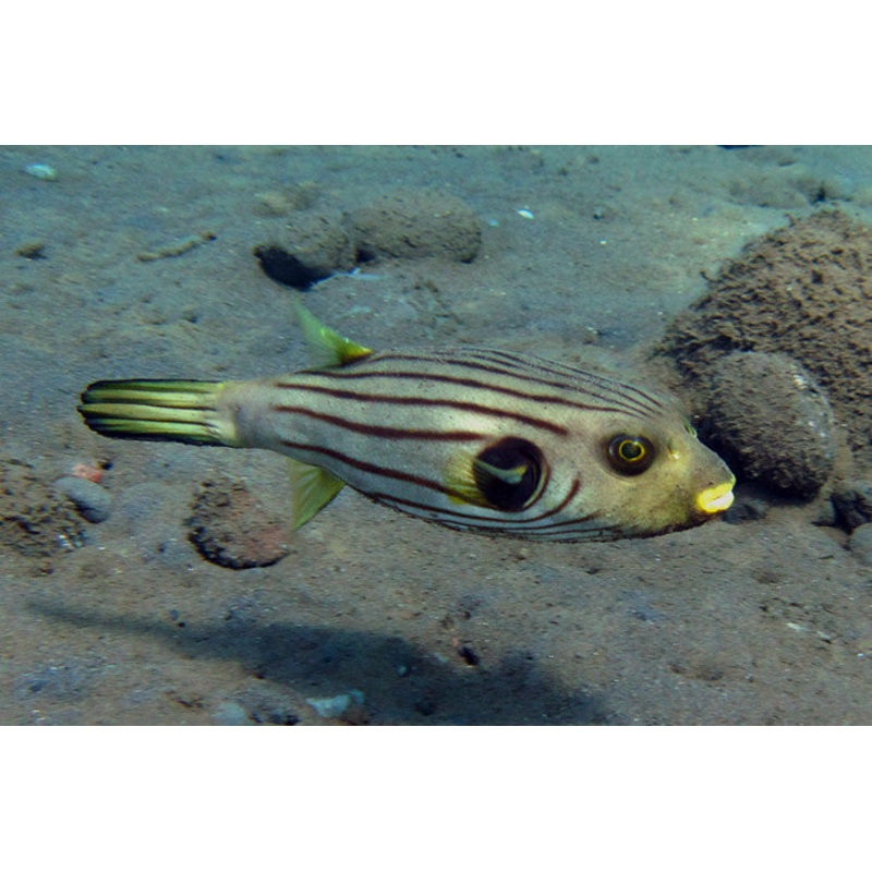 Narrow Lined "Manila" Puffer "Arothron manilensis"