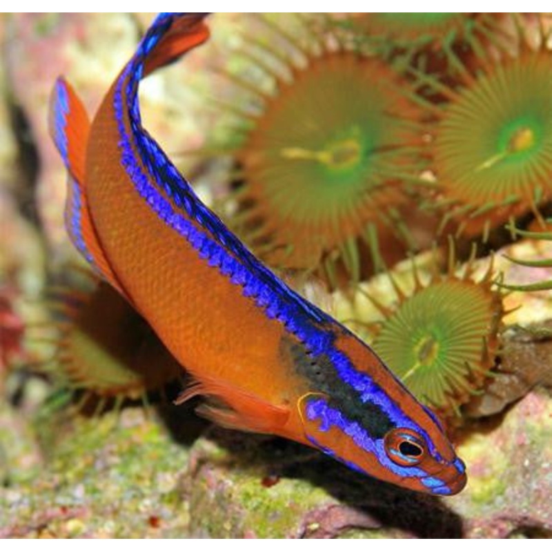 Neon Dottyback "Pseudochromis aldabraensis"
