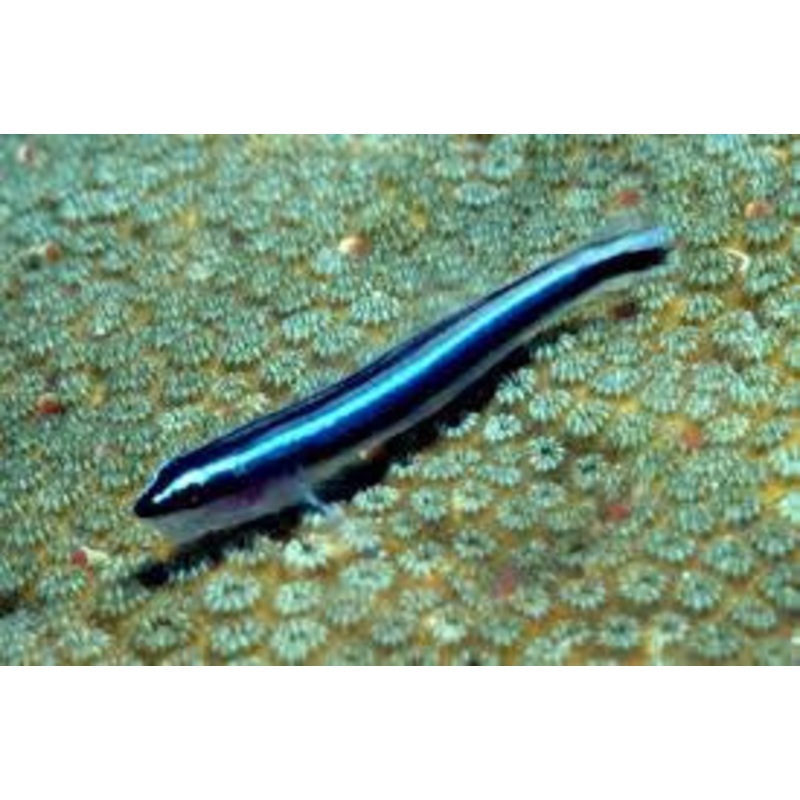 Neon Goby "Elacatinus oceanops"