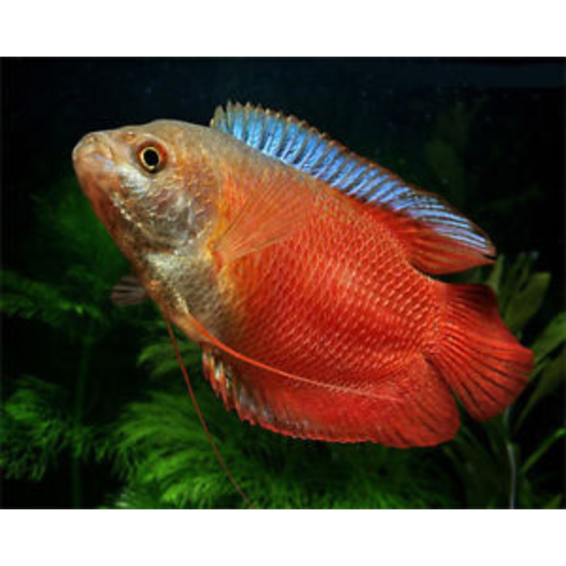 Neon Royal Red Gourami "Colisa Lalia"