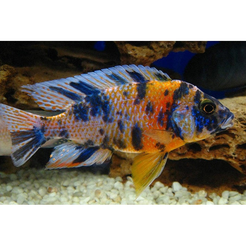 Nyassae Cichlid "Aulonocara nyassae"