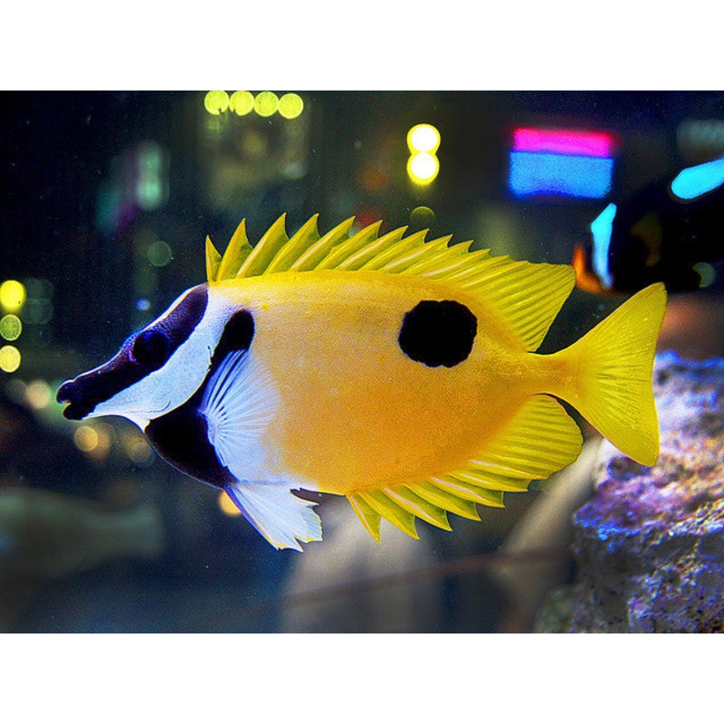 One Spot Foxface "Siganus unimaculatus"
