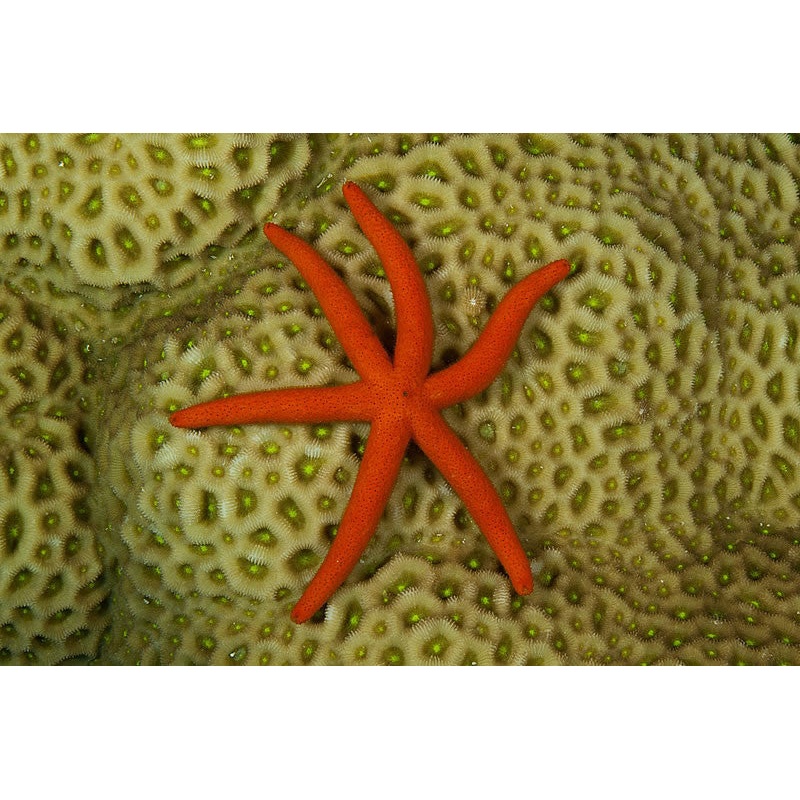 Orange Luzon Sea Starfish "Echinaster luzonicus"