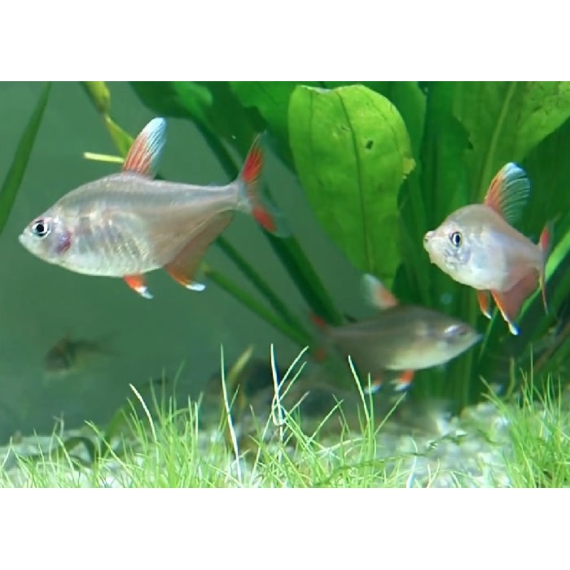 Ornate Tetra ''Hyphessobrycon bentosi""