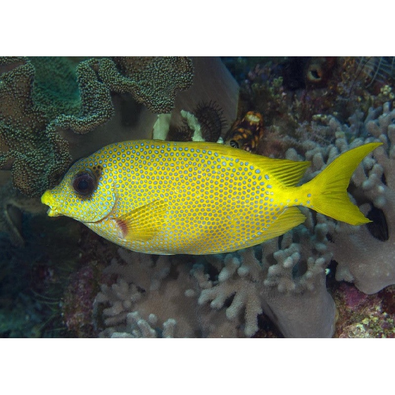 Pacific Coral Rabbitfish "Siganus corallinus"