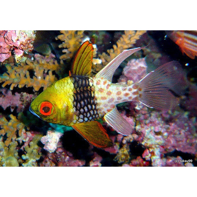 Pajama Cardinalfish "Sphaeramia nematoptera"