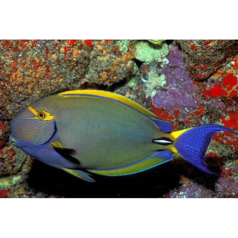 Palani Tang "Ctenochaetus Nigrofuscus"
