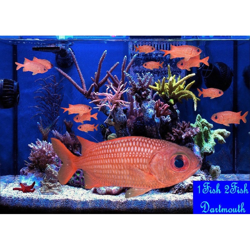 Panamic Soldierfish "Myripristis leiognathus"