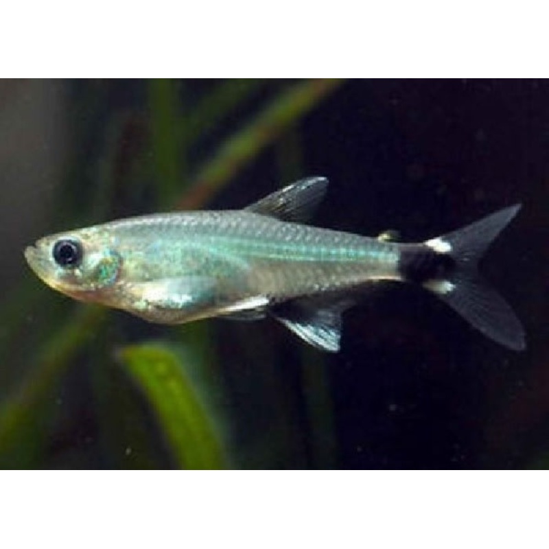 Panda Tetra "Aphyocharax paraguayensis"