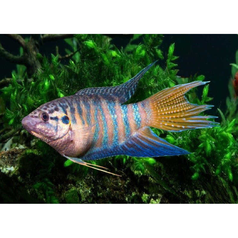 Paradise Gourami "Macropodus opercularis"
