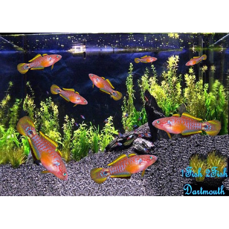 Peacock Goby "Tateurndina ocellicauda"
