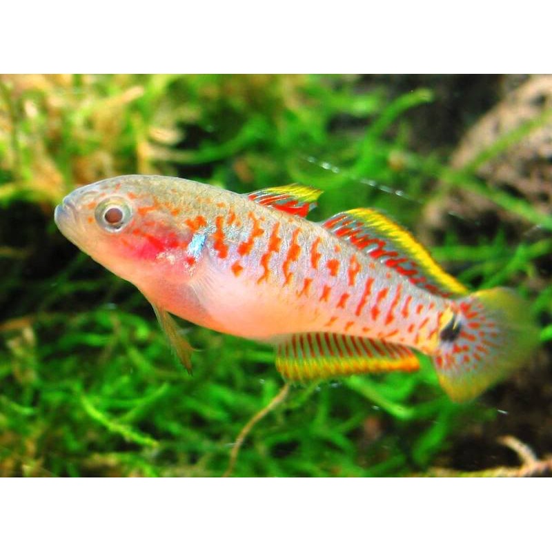 Peacock Gudgeon "Tateurndina ocellicauda"