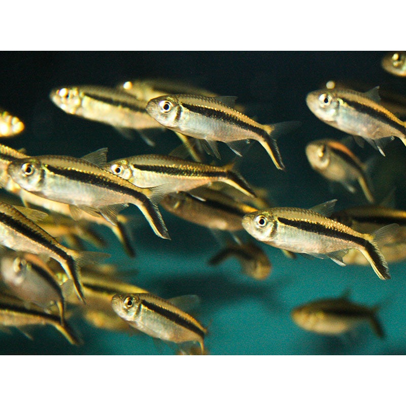 Penguin False Tetra "Thayeria boehlkei"