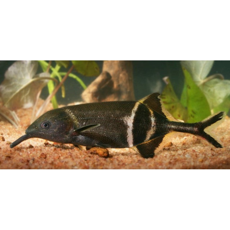 Peters' Elephantnose Fish "Gnatthonemus petersii" (Double Nose)