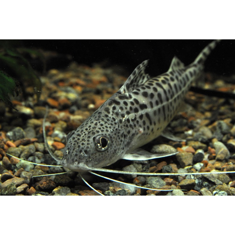Pictus Catfish "Pimelodus pictus"