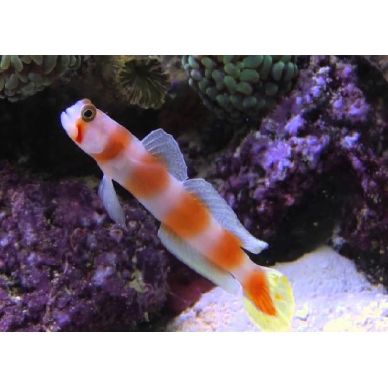 Pinkbar Goby "Amblyeleotris aurora"