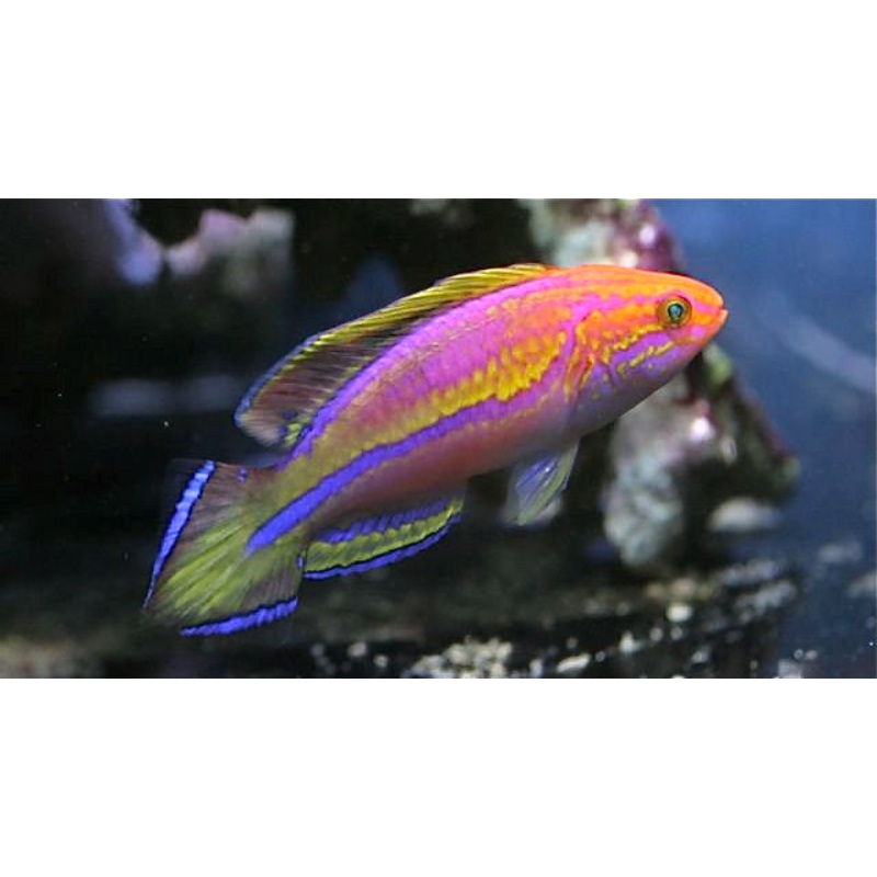 Pintail Fairy Wrasse "Cirrhilabrus lanceolatus"