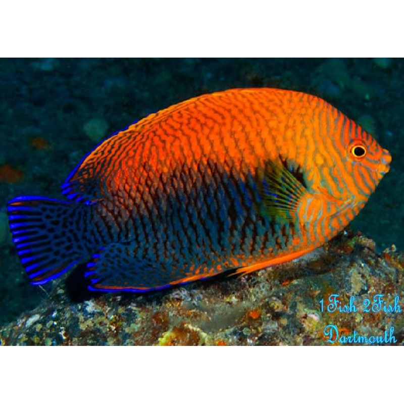Potters Angelfish "Centropyge Potteri"