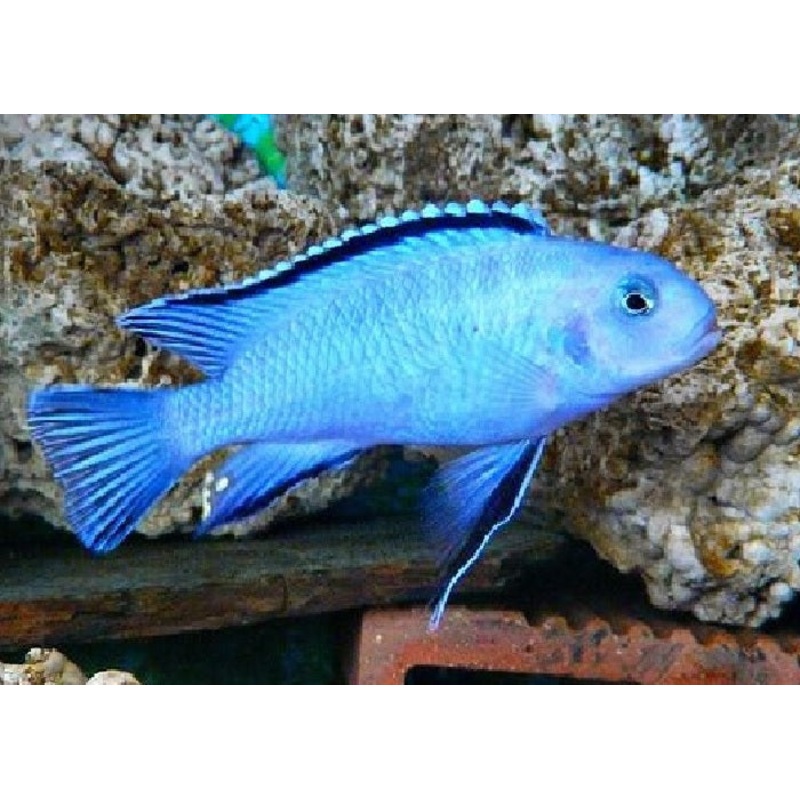Powder Blue Cichlid  "Pseudotropheus socolofi"