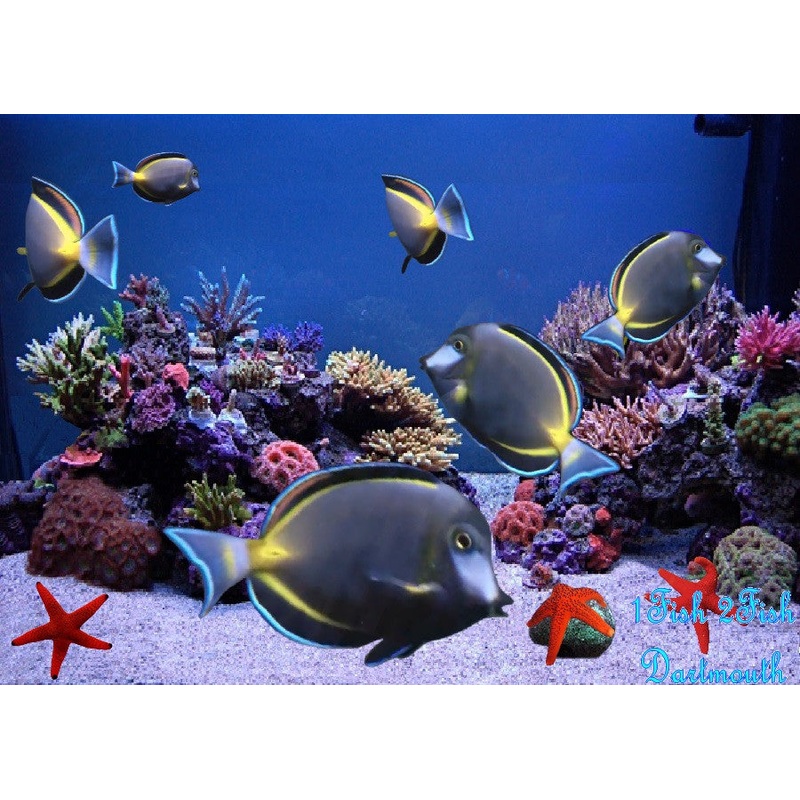Powder Brown Tang "Acanthurus japonicus"