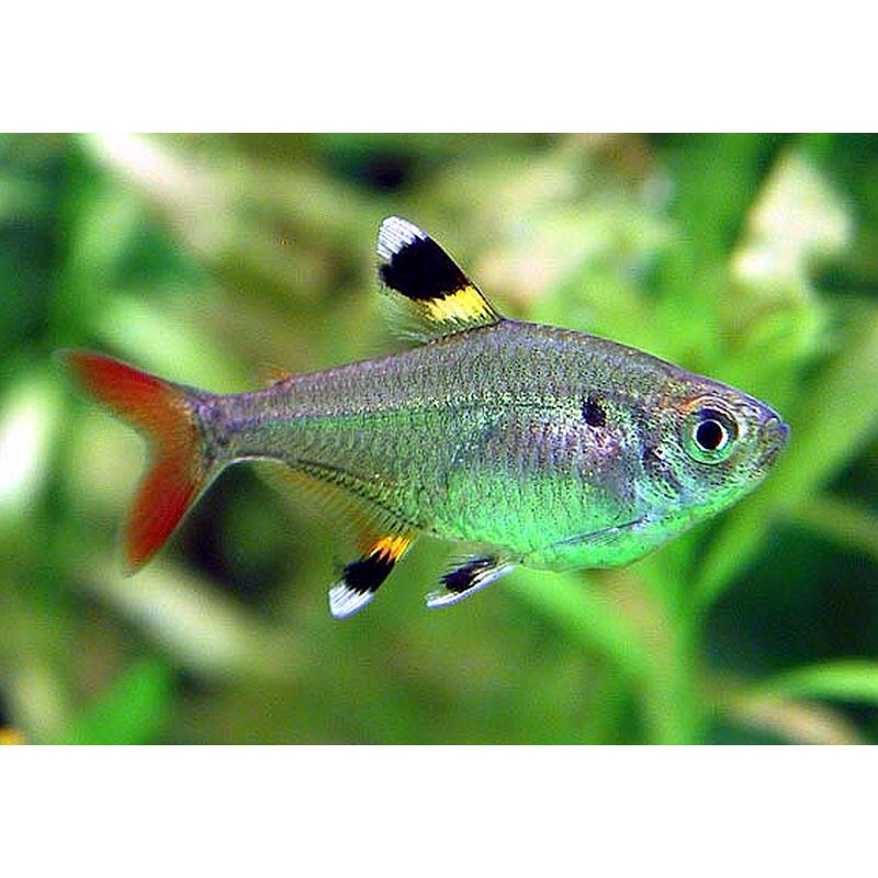 Pristella Tetra "Pristella maxillaris"