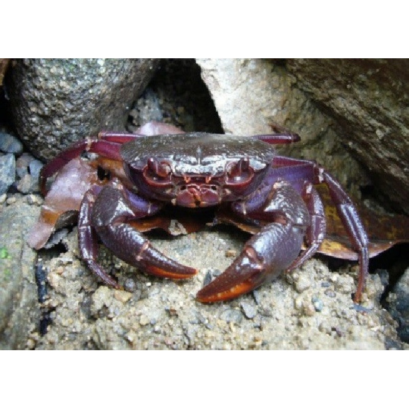 Purple Claw Porcelain Crab"Petrolisthes sp."