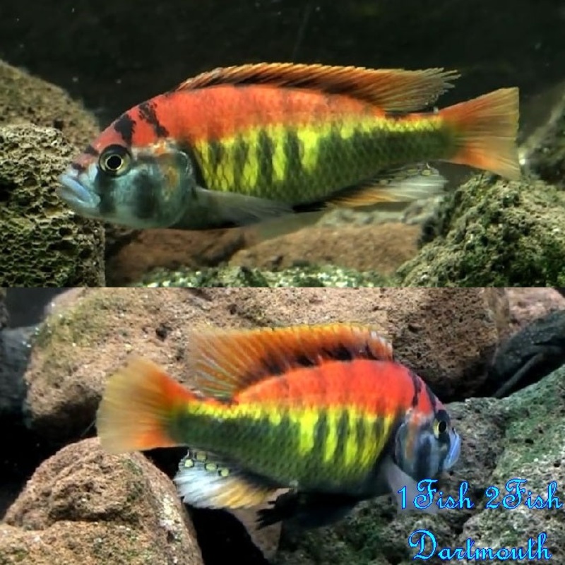 Python Island Cichlid "Haplochromis nyererei"
