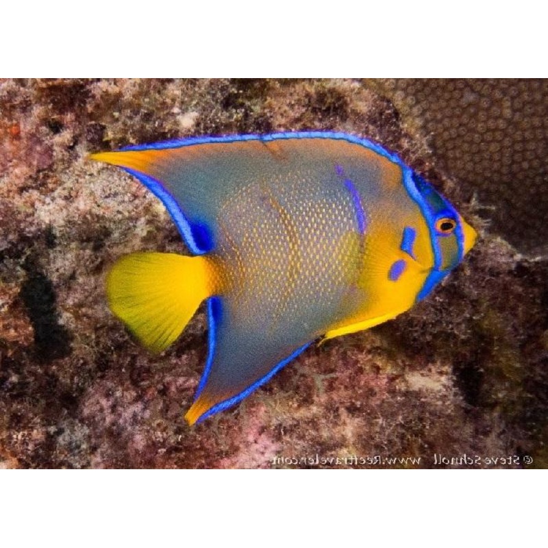 Queen Angelfish "Holacanthus ciliaris"
