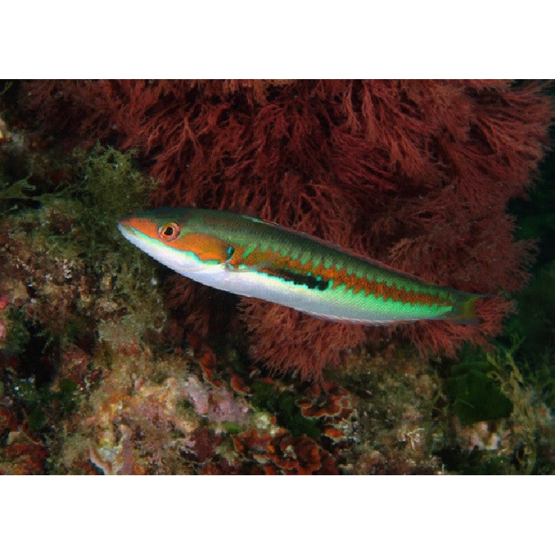 Rainbow Wrasse "Coris julis"