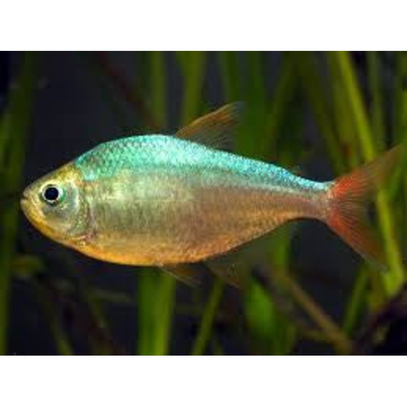 Red Blue Colombia Tetra "Hyphessobrycon colimbianus"