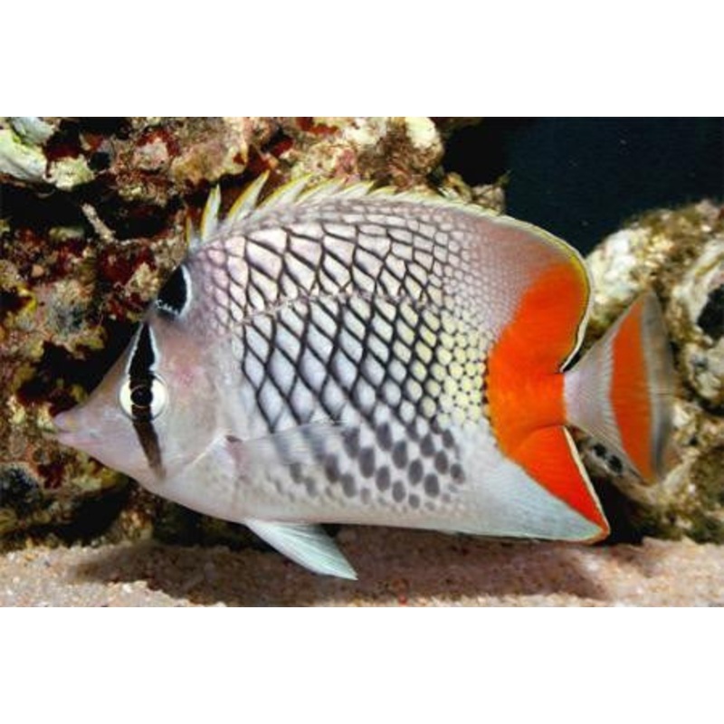 Red Checkered Pearlscale Butterflyfish "Chaetodon xanthurus"