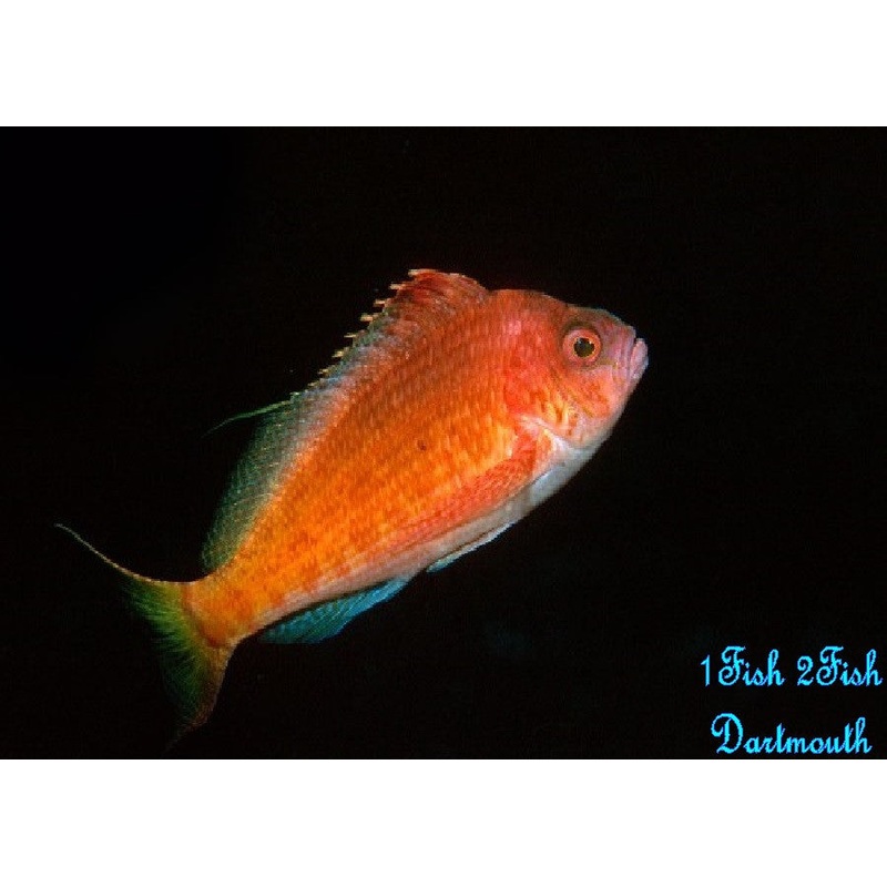 Red Hawkfish "Cyprinocirrhites polyactis"