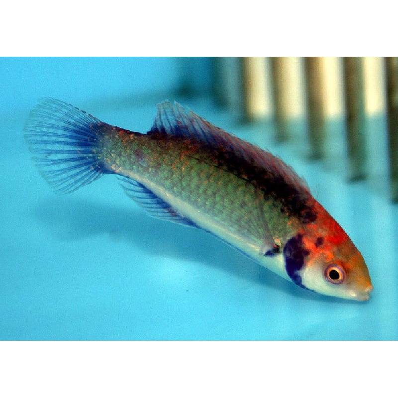 Red Head Solon Fairy Wrasse "Cirrhilabrus solorensis"