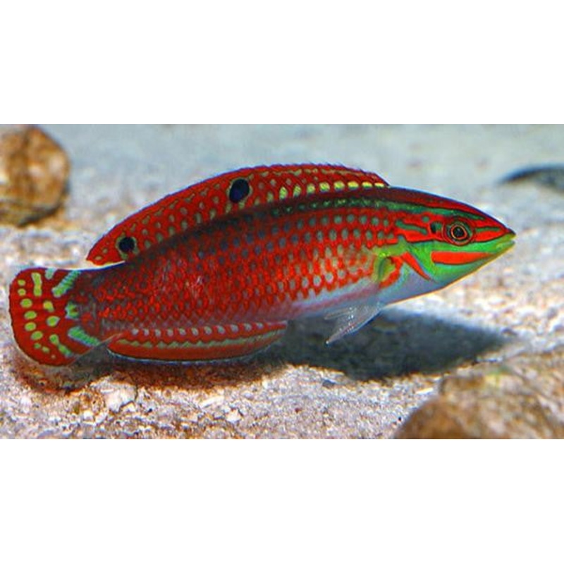 Red Lined Wrasse "Halichoeres biocellatus"