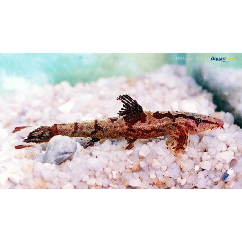 Red Lizard "Gecko" Loach "Homaloptera orthogoniata"
